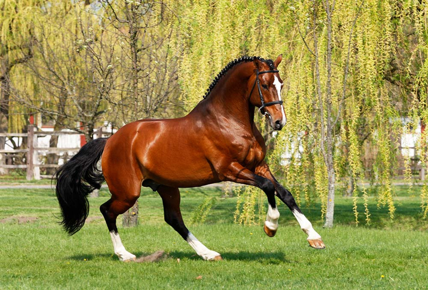Safkan at (Thoroughbred Horse) 