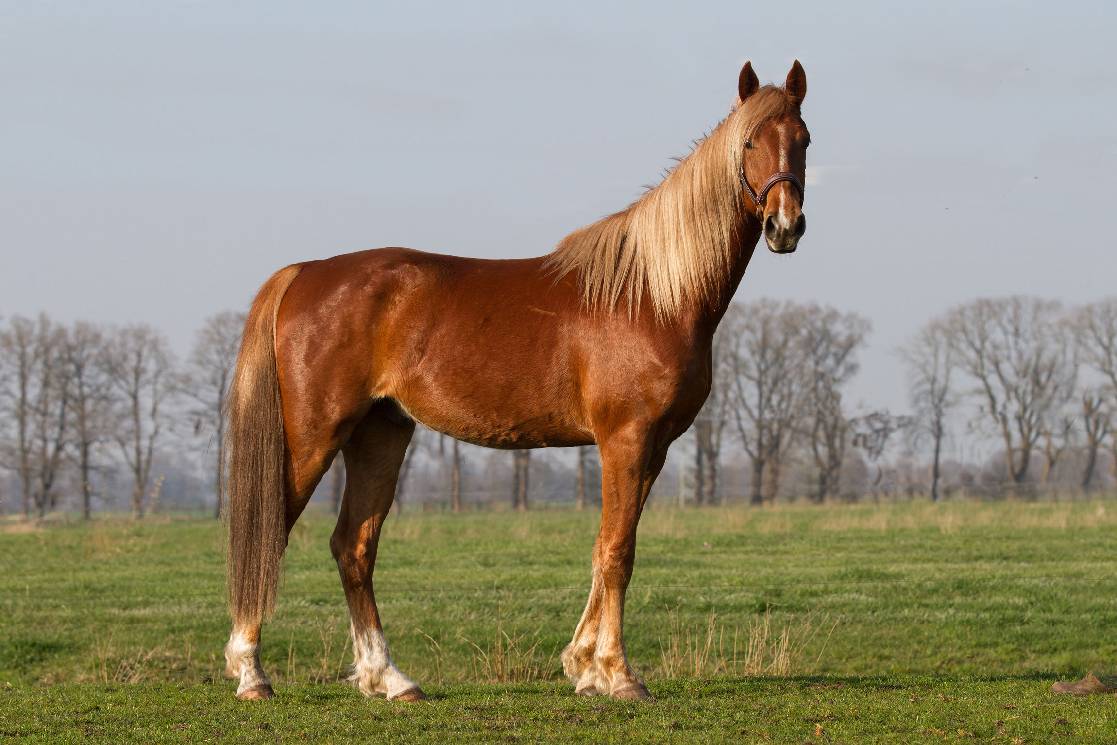 Amerikan atı (American Horse)  
