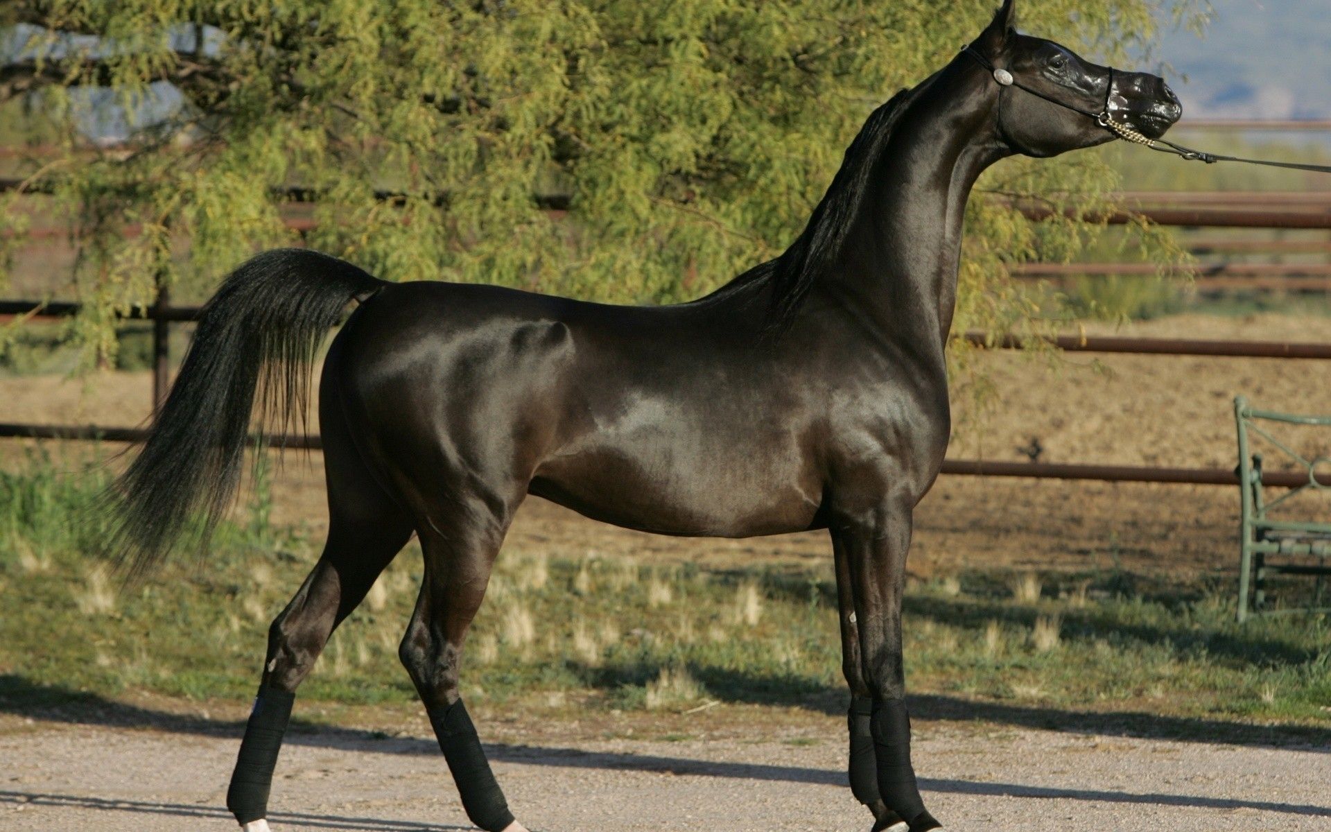 Arap atı (Arabian Horse) 