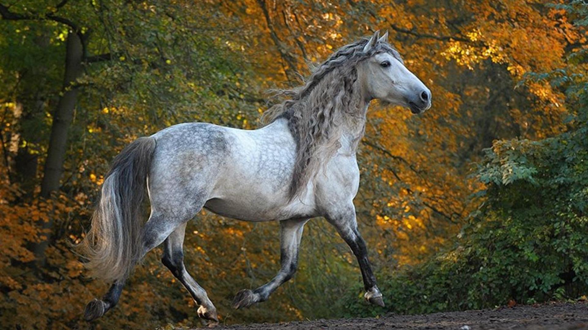 Endülüs atı (Andalusian Horse)  